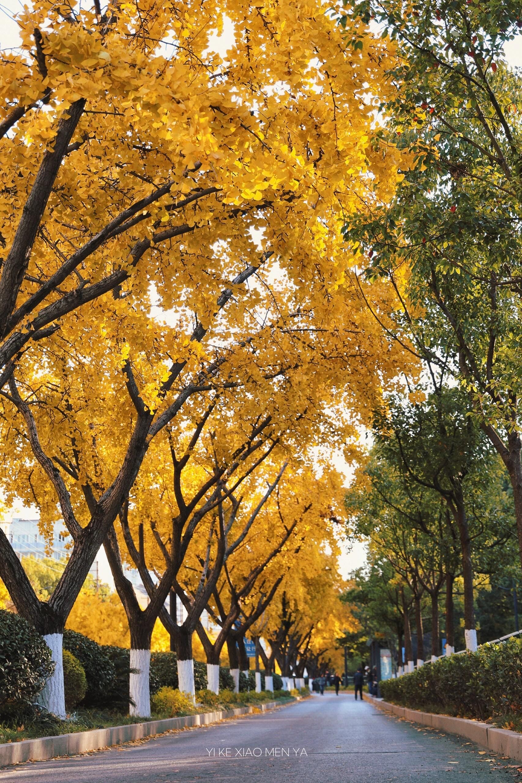 校园秋叶景如画