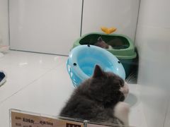 -1013 PET SHOP精品宠物商店(丁香店)