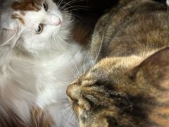 -中农国际动物医院24小时·猫科·骨科·急重症中心