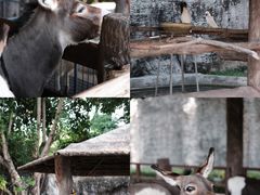 -清迈夜间动物园