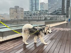 -百好乐宠物友好餐厅(朝外大街店)