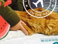 -瑞派宠物医院·24h·骨外科·皮肤科·全科宠物医疗转诊中心(沈阳浑南院)