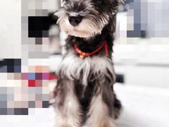 -翊宠yipet猫狗购宠庄园犬舍•猫舍