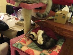 -猫色咖啡·猫咖