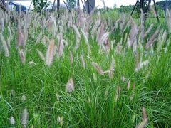 -白鹭湾湿地公园