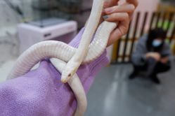 -Moni星球萌宠·小马宝莉·灵蛇·高端高阶全萌宠互动体验俱乐部(红豆国际广场店)