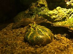 -暹罗海洋世界