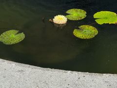 -静安公园(静安寺街道)