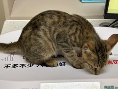 -御宝贝24h宠物医院·转诊中心·CT核磁血透中心(厦门总院)
