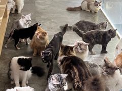 -more than meow吴止猫主题餐厅(承德 中船汇店)