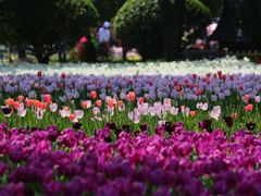 -上海鲜花港