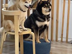 -柴迷FANS CLUB·柴犬狗咖·猫咖