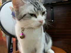 -李小姐の猫咖啡馆(五角场店)