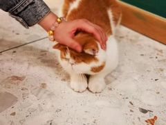 -飞行喵MR PILOT|猫舍·猫咖(静安大融城店)