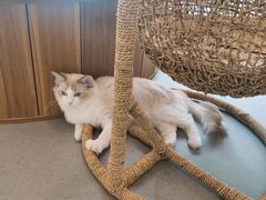 -飞行喵MR PILOT|猫舍·猫咖(静安大融城店)