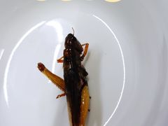 -多哥水傣味餐厅(司马巷店)