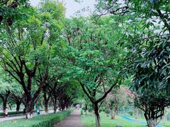 -番禺大夫山森林公园
