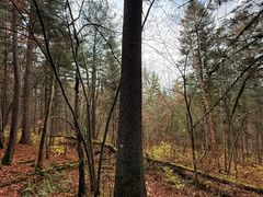 -五营红松林海景区