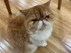 -滚猫咖啡·猫咖·猫友好撸猫(未来城店)