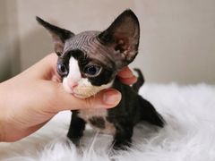 -70cat德文卷毛猫·缅因猫纯种猫舍