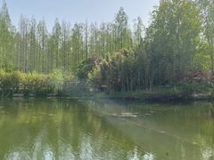 -东平国家森林公园