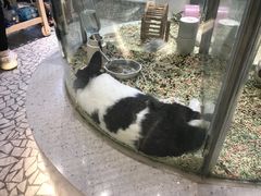 -momokira米努特·德文卷毛猫·棉花面纱犬