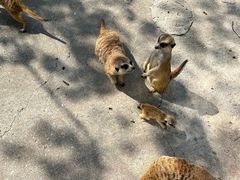 -苏州太湖西山岛开心农场