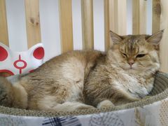-柴迷FANS CLUB·柴犬狗咖·猫咖