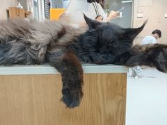 -Heymao猫咖.咖啡厅(东门店)