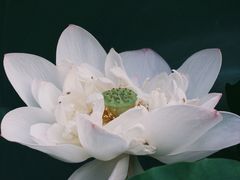-莫愁湖公园