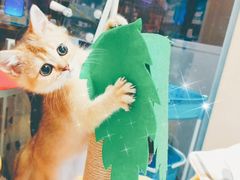 -70cat德文卷毛猫·缅因猫纯种猫舍