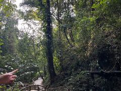 -莫里热带雨林景区