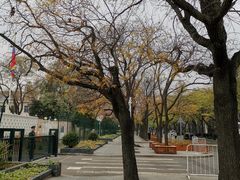 -三里屯东五街银杏大道