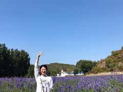 -紫海香堤香草艺术庄园