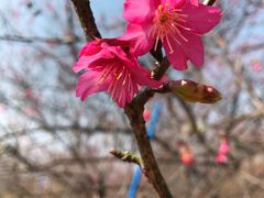 -天适樱花悠乐园