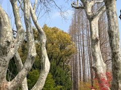 -上海醉白池公园