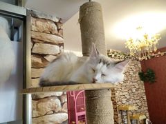 -猫咪咖啡店(新城大街店)