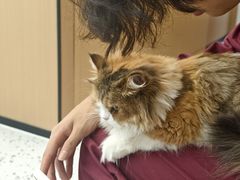 -瑞派康怡24h宠物医院·犬猫医疗中心·微创绝育(瑞景分院)