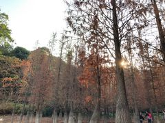 -广州市帽峰山景区