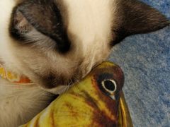 -绒爪撸猫下午茶·猫咖