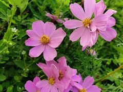 -迪茵湖田家舍生态农场