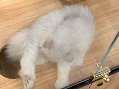 -袖虎·猫馆(体育西路店)
