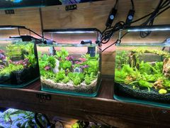 -花鸟鱼虫鲜花绿植市场(玉泉路店)