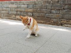 -中心庙