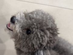 -佳雯宠物医院·皮肤科·内外科(春晓路分院)