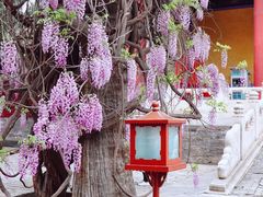 -北京国子监胡同