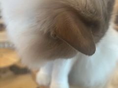 -有喵·猫咖·狗咖·30几只猫10只小狗(岗厦店)