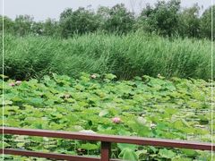 -绿堤公园
