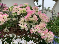 -深圳仙湖植物园