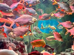 -上海海洋水族馆